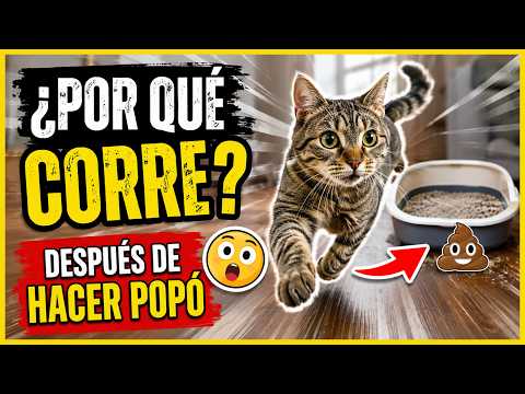 WHY DOES YOUR CAT RUN AROUND LIKE CRAZY AFTER POOPING?