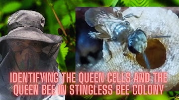 HOW TO SPOT QUEEN BEE AND QUEEN CELLS IN STINGLESS BEE COLONY