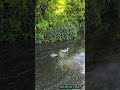 #duck #welshharlequinduck #wildlife #animals #birds #nature#viral #lovenaturesbeauty #02