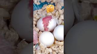 egg experiment #viralvideo #shorts