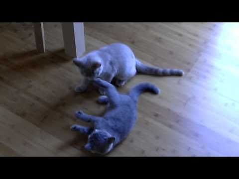 Emily und Murphy