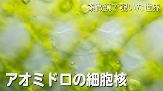 アオミドロ Youtube