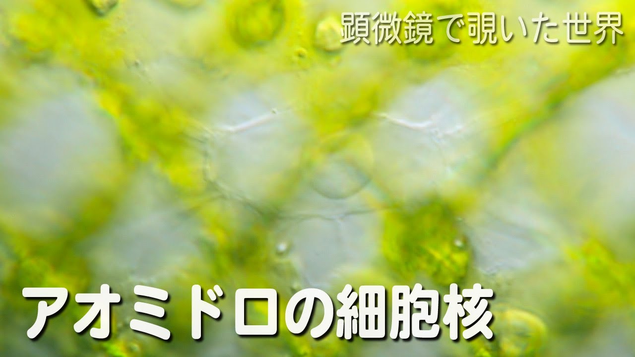 アオミドロの細胞核 Nucleus Of Spirogyra Youtube