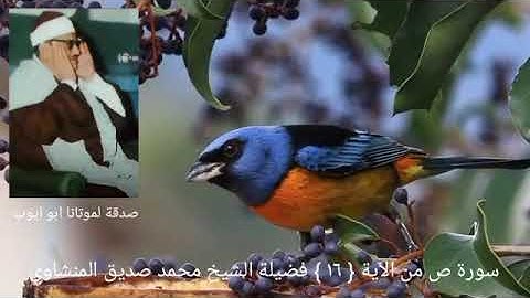 وقالوا ربنا عجل لنا قطنا قبل يوم الحساب _ سورة ص الآية { ١٦ } محمد صديق المنشاوي