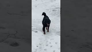 Гуля и Мальчик из леса прибежали !!! #shorts #собака #прогулка #лес #двор #пробежка #приют