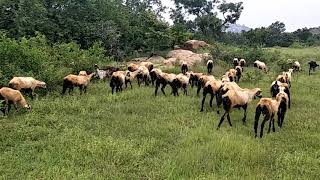 😡😡Goat Herd, Andhra Pradesh, Indi😡😡