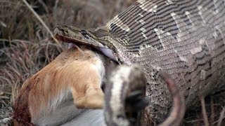 WORLD'S BIGGEST and HUNGRIEST SNAKES (eating crocodiles, kangaroos, steenboks and more).