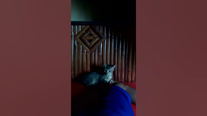 The boy and cat