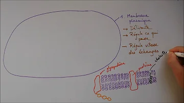 Quelles sont les principales structures cellulaires ?