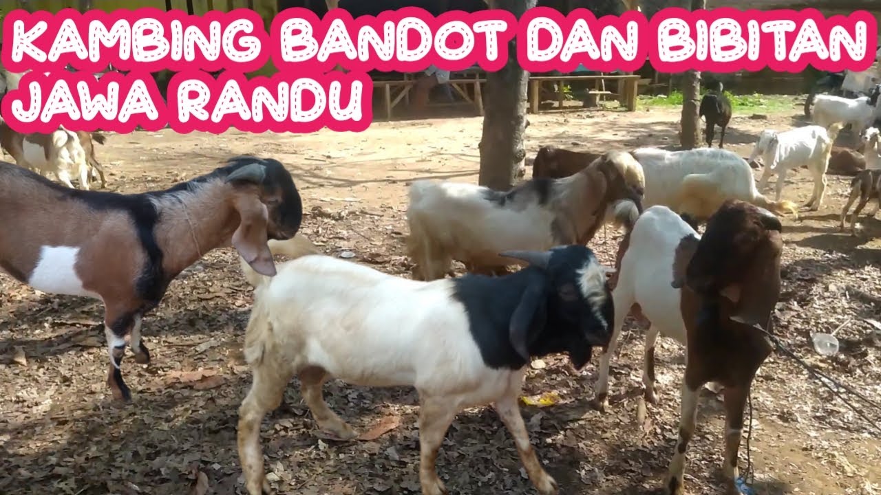 KAMBING BANDOT DAN BIBITAN JAWA RANDU - YouTube