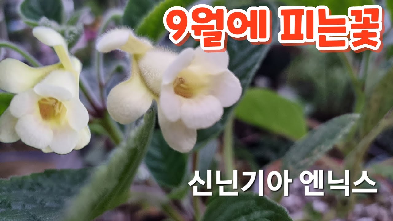 #9월에 피는꽃 #바이올렛 실란 #스트렙토카르프스 #신닌기아 엔닉스 인디언벨 - YouTube