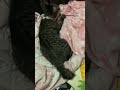 นวดก่อนนอน