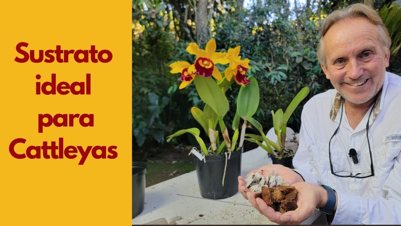 Sustrato ideal para orquídeas Cattleya