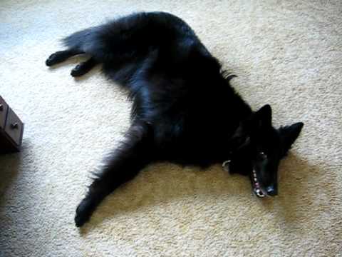 My Belgian Sheepdog Raven Tries To Relax