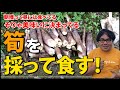 筍（淡竹）を採ってタケノコの刺身で食べる｜採りたて・茹でたての筍は言うことなしの美味しさです