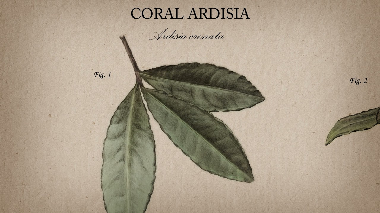 Coral Ardisia - University of Florida, Institute of Food and