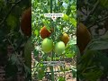 2 #creatorsearchinsights Tomato planting tips #pr7373804042167815467