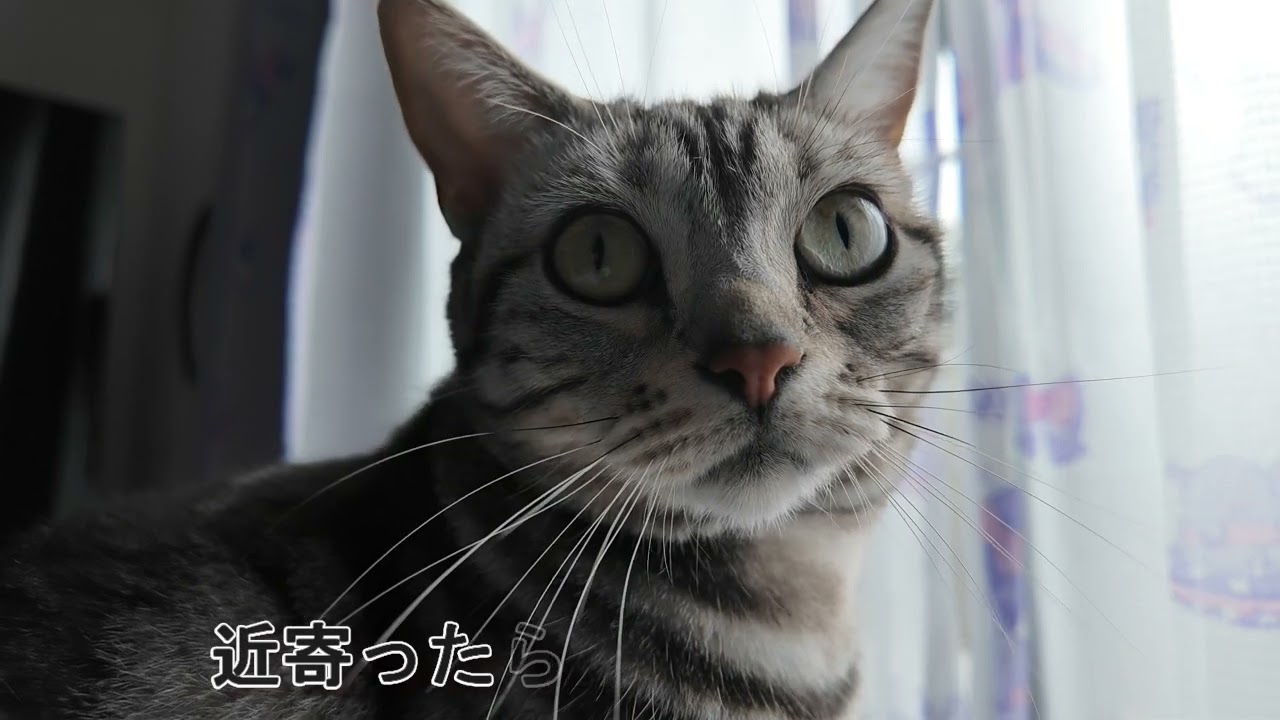 【3匹の日常】今日のチイはのんびーりといつも通りにと過ごしたよ！