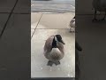 Goose Attack