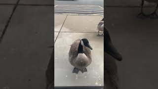 Goose Attack