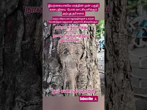 இயற க ய கவ மரத த ன ம ன பக த கஜம கன ப ல க ட ச யள க க ம தர சனம Viral Shorts Yt Like Share