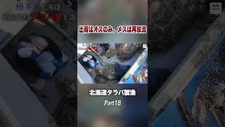 北海道の厳しい資源管理 #shorts #漁師 #北海道 #crab