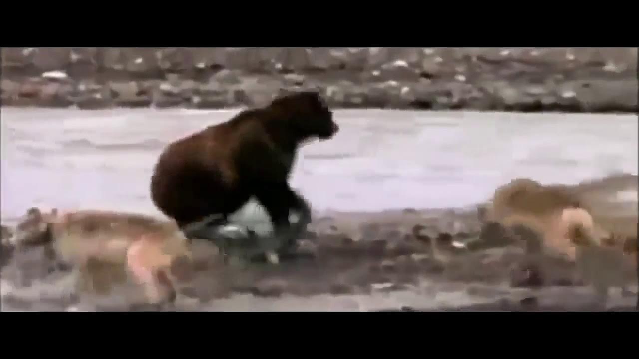 Видео медведи против. Медведь Гризли против Волков. Стая Волков против медведя. Белый медведь против волка.