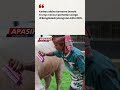 Jelang Idul Adha, Kerbau Albino “Donald Trump” Jadi Sorotan #donaldtrump #viral #kerbau #kurban
