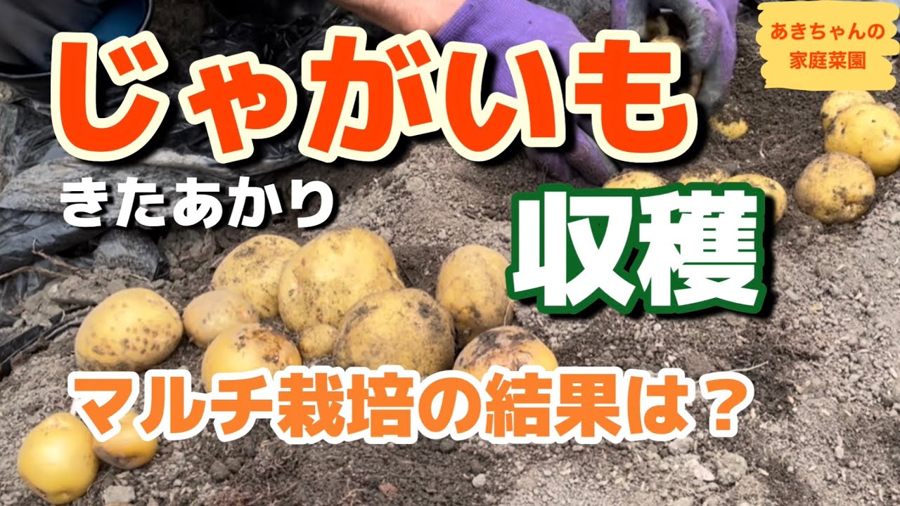 じゃがいも収穫【マルチ栽培】【きたあかり】【じゃがいも栽培】【家庭菜園】