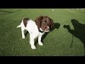 Duke 11 week old Springer Spaniel Training - Sit,Stay,Lie down,Fetch/Come