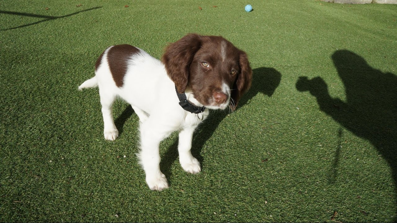 3 month old springer spaniel