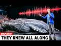 AI Finally Decoded Whale Language — The First Message Shocked Scientists