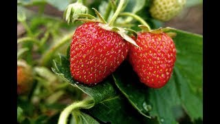 Detailed 10 Awesome Reasons You Should Eat Strawberries!!! Information