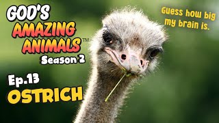 Fun Facts for Kids about Ostriches | God's Amazing Animals (S2 Ep13)