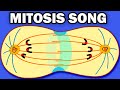 Cell Cycle and Mitosis Quiz