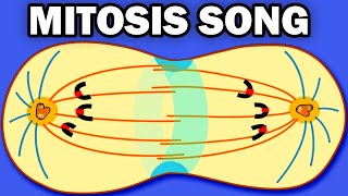 THE MITOSIS SONG!