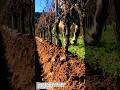 Natural Tractor! Plowing Fields with Horses, More Eco-Friendly!