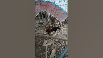 trống rừng tơ🐓 #thứcgàrừng86 #gàrừngrặc #gàrừngtaitrắng