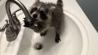 Cute/Funny Raccoon Videos