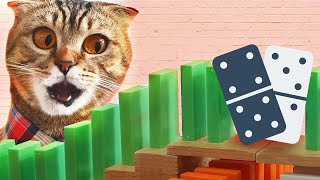 CATS AND DOMINO VIDEO NEW CHALLENGE 2021 [HD] by LETS ANIMALS 256 views 2 years ago 3 minutes, 36 seconds