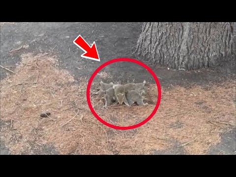Video: Da li je vjeverica rep hvataljka?