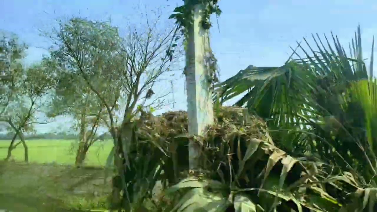 Fields of Bihar. Village view. Scenery. Mute. #satisfying #relaxing #asmr #village #nature 