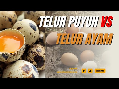 Telur Puyuh Untuk Ayam