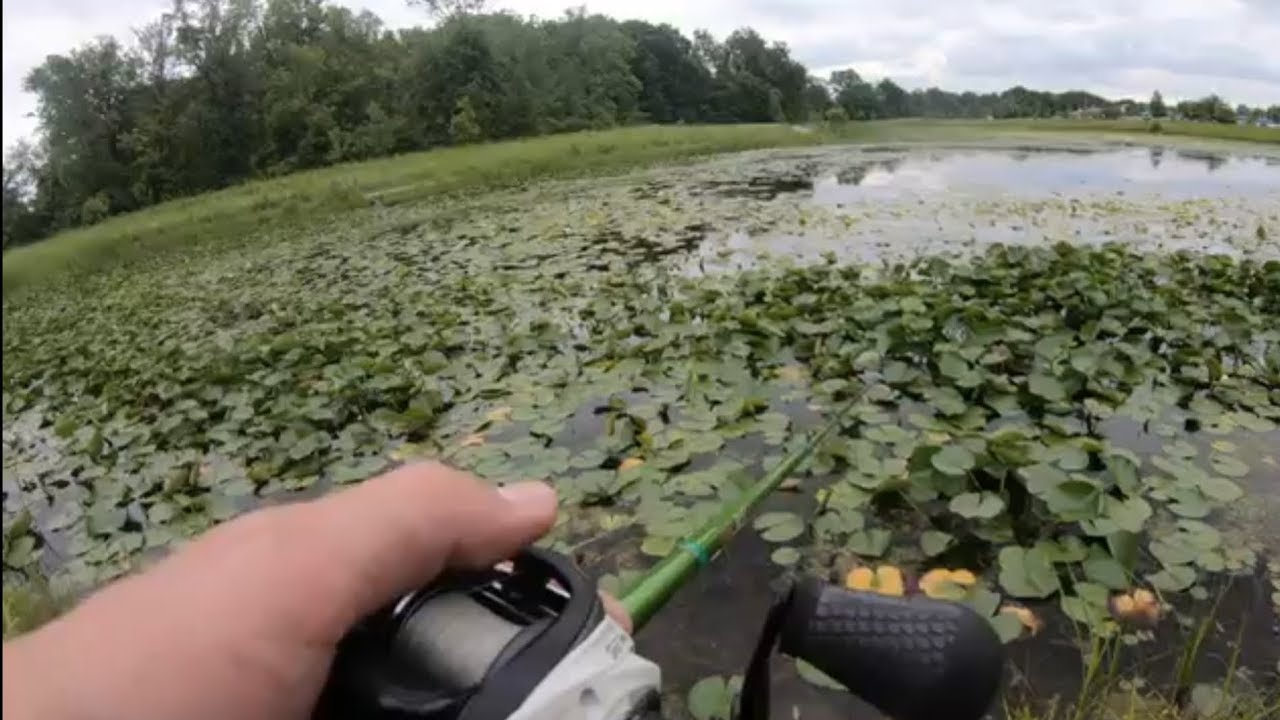 Lilly Pad Frog Fishing YouTube