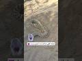 مستند افعی شاخدار عربی منتشر شد Viper Wildlifedocumentary Wildlife Snake Snakebite 