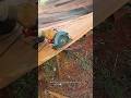 Precision Edge Trimming: Clean and Accurate Board Cutting with a Circular Saw