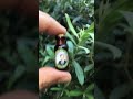 Oleaceae'de oleuropein biyosentezi, ikincil metabolizmadan mevalonik asit yolundaki bir dallanma