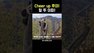 Cheer up 루이! 할 뚜 이따! #송바오 #루이바오