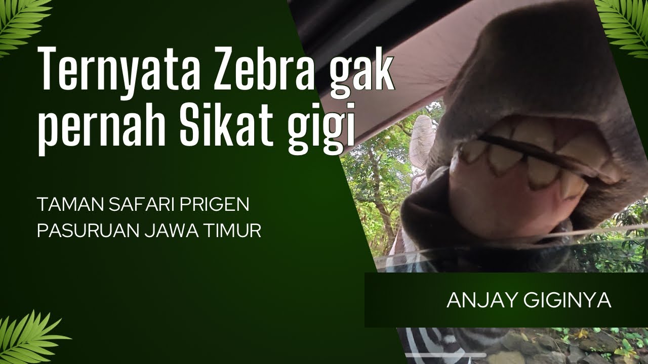 Taman Safari prigen “Ada wahana Adventure “ 😍 - YouTube