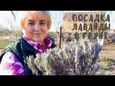 Как правильно сажать лаванду